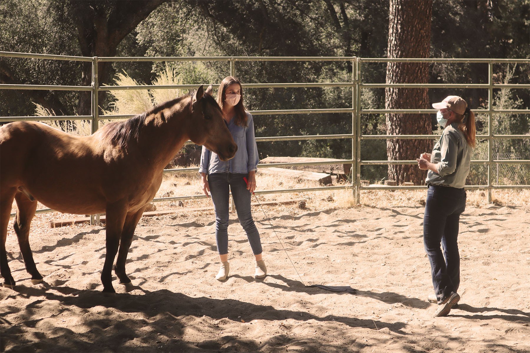 Read more about the article Exploring Equine-Assisted Leadership Development Training